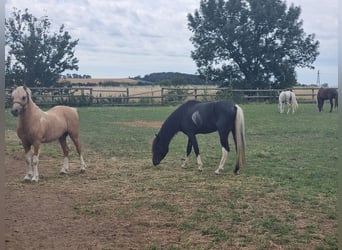 Meer ponys/kleine paarden, Ruin, 4 Jaar, 123 cm, Zwart