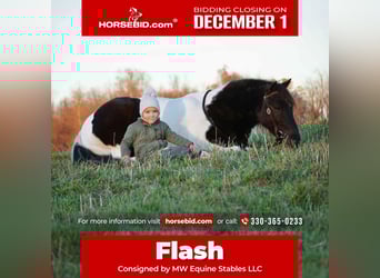 Meer ponys/kleine paarden, Ruin, 4 Jaar, 124 cm, Gevlekt-paard