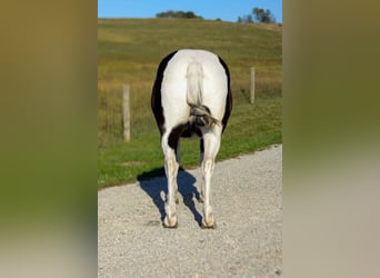 Meer ponys/kleine paarden, Ruin, 4 Jaar, 124 cm, Gevlekt-paard