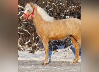 Meer ponys/kleine paarden, Ruin, 4 Jaar, 125 cm, Palomino