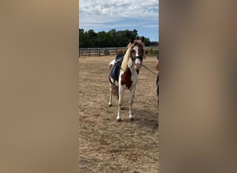 Meer ponys/kleine paarden, Ruin, 4 Jaar, 127 cm, Gevlekt-paard