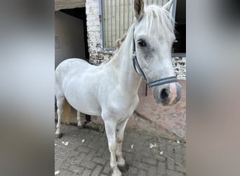 Meer ponys/kleine paarden Mix, Ruin, 4 Jaar, 130 cm, Schimmel