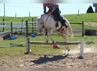 Meer ponys/kleine paarden, Ruin, 4 Jaar, 132 cm, Schimmel