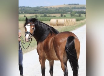 Meer ponys/kleine paarden, Ruin, 4 Jaar, 134 cm, Bruin