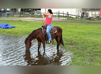 Meer ponys/kleine paarden, Ruin, 4 Jaar, 135 cm, Roodbruin