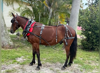 Meer ponys/kleine paarden, Ruin, 4 Jaar, 135 cm, Roodbruin