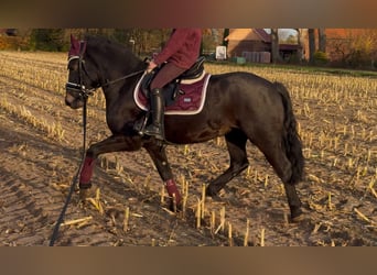 Meer ponys/kleine paarden, Ruin, 4 Jaar, 135 cm, Zwartbruin