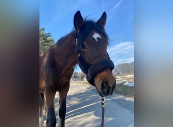 Meer ponys/kleine paarden, Ruin, 4 Jaar, 136 cm, Bruin