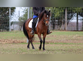 Meer ponys/kleine paarden, Ruin, 4 Jaar, 137 cm, Roodbruin