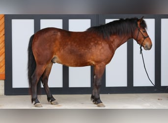 Meer ponys/kleine paarden, Ruin, 4 Jaar, 137 cm, Roodbruin