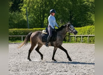 Meer ponys/kleine paarden, Ruin, 4 Jaar, 138 cm, Schimmel