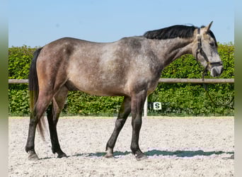 Meer ponys/kleine paarden, Ruin, 4 Jaar, 138 cm, Schimmel