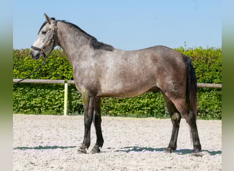 Meer ponys/kleine paarden, Ruin, 4 Jaar, 138 cm, Schimmel