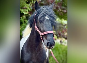 Meer ponys/kleine paarden, Ruin, 4 Jaar, 140 cm, Gevlekt-paard