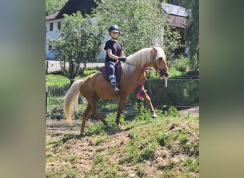 Meer ponys/kleine paarden, Ruin, 4 Jaar, 140 cm, Palomino