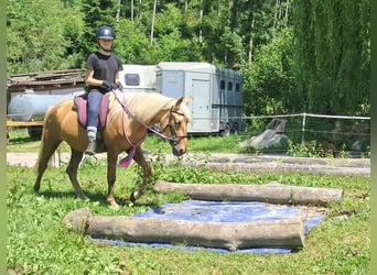 Meer ponys/kleine paarden, Ruin, 4 Jaar, 140 cm, Palomino