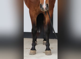 Meer ponys/kleine paarden, Ruin, 4 Jaar, 140 cm, Roodbruin