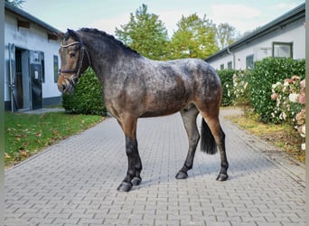 Meer ponys/kleine paarden, Ruin, 4 Jaar, 140 cm