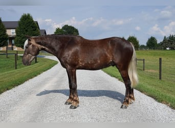 Meer ponys/kleine paarden, Ruin, 4 Jaar, 140 cm