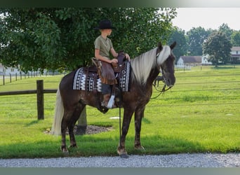 Meer ponys/kleine paarden, Ruin, 4 Jaar, 140 cm