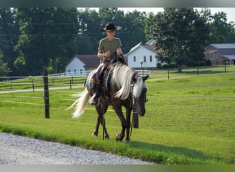 Meer ponys/kleine paarden, Ruin, 4 Jaar, 140 cm