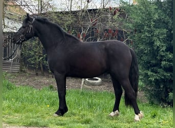 Meer ponys/kleine paarden, Ruin, 4 Jaar, 140 cm, Zwart