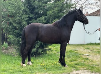 Meer ponys/kleine paarden, Ruin, 4 Jaar, 140 cm, Zwart