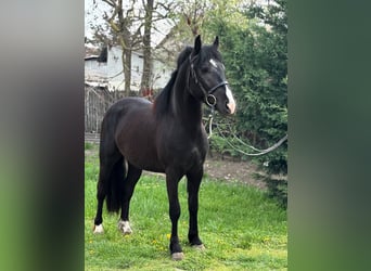 Meer ponys/kleine paarden, Ruin, 4 Jaar, 140 cm, Zwart