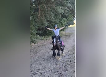 Meer ponys/kleine paarden, Ruin, 4 Jaar, 140 cm, Zwart