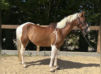 Meer ponys/kleine paarden, Ruin, 4 Jaar, 142 cm, Gevlekt-paard