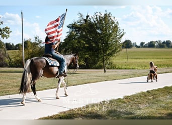 Meer ponys/kleine paarden Mix, Ruin, 4 Jaar, 142 cm, Gevlekt-paard