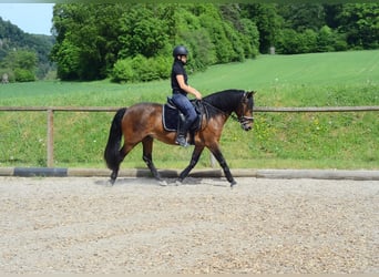 Meer ponys/kleine paarden, Ruin, 4 Jaar, 143 cm, Bruin