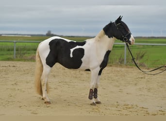 Meer ponys/kleine paarden, Ruin, 4 Jaar, 143 cm, Gevlekt-paard