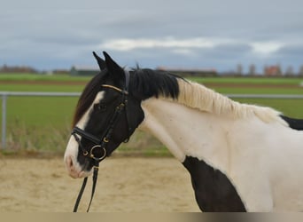 Meer ponys/kleine paarden, Ruin, 4 Jaar, 143 cm, Gevlekt-paard