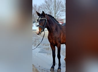 Meer ponys/kleine paarden, Ruin, 4 Jaar, 145 cm, Bruin