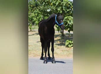 Meer ponys/kleine paarden, Ruin, 4 Jaar, 145 cm, Zwart