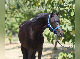 Meer ponys/kleine paarden, Ruin, 4 Jaar, 145 cm, Zwart
