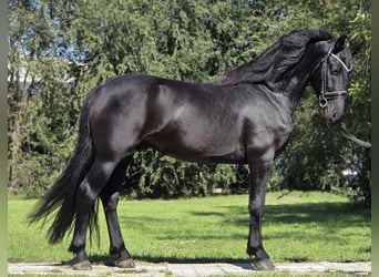 Meer ponys/kleine paarden, Ruin, 4 Jaar, 146 cm, Zwart