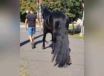 Meer ponys/kleine paarden, Ruin, 4 Jaar, 146 cm, Zwart