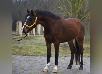 Meer ponys/kleine paarden, Ruin, 4 Jaar, 147 cm, Bruin