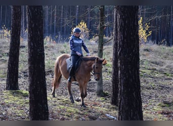 Meer ponys/kleine paarden, Ruin, 4 Jaar, 147 cm, Falbe