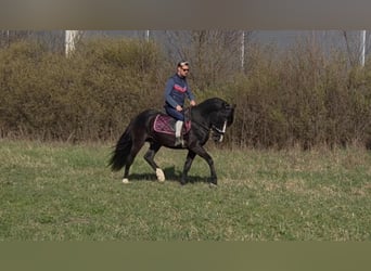 Meer ponys/kleine paarden, Ruin, 4 Jaar, 147 cm, Zwart