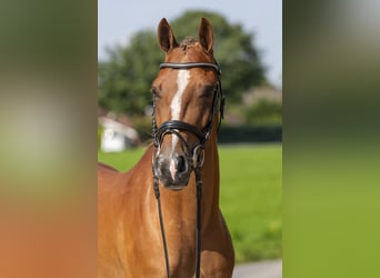 Meer ponys/kleine paarden, Ruin, 4 Jaar, 148 cm, Vos