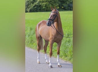 Meer ponys/kleine paarden, Ruin, 4 Jaar, 148 cm, Vos