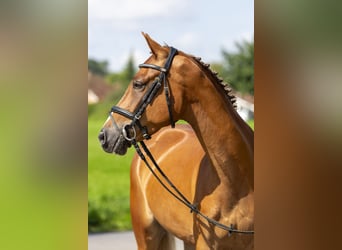 Meer ponys/kleine paarden, Ruin, 4 Jaar, 148 cm, Vos
