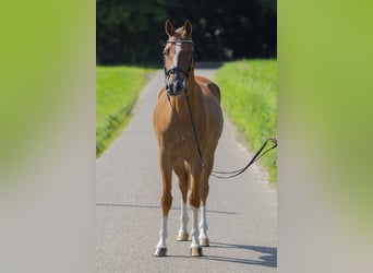 Meer ponys/kleine paarden, Ruin, 4 Jaar, 148 cm, Vos