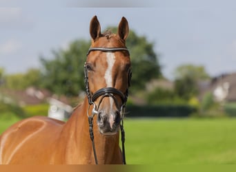 Meer ponys/kleine paarden, Ruin, 4 Jaar, 148 cm, Vos