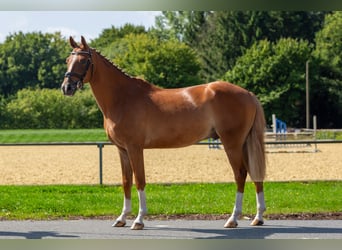 Meer ponys/kleine paarden, Ruin, 4 Jaar, 148 cm, Vos