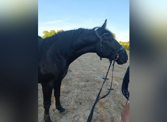 Meer ponys/kleine paarden, Ruin, 4 Jaar, 149 cm, Zwart