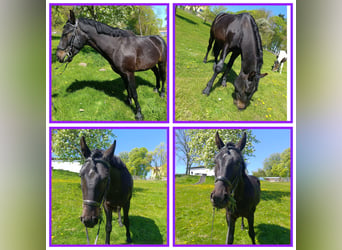 Meer ponys/kleine paarden, Ruin, 4 Jaar, 150 cm, Donkerbruin